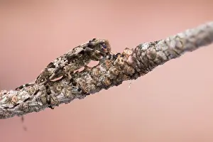 Acanthocinus Prints: Acanthocinus reticulatus