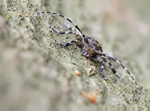 Cerambycidae Prints: Acanthoderes clavipes