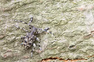 Cerambycidae Prints: Acanthoderes clavipes