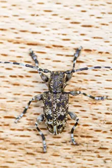 Cerambycidae Prints: Acanthoderes clavipes