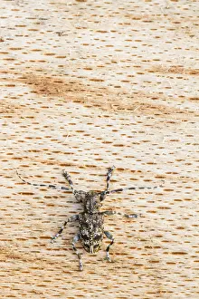 Cerambycidae Prints: Acanthoderes clavipes