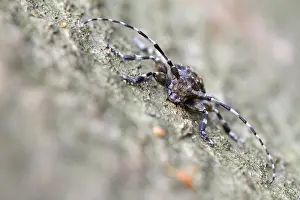 Cerambycidae Prints: Acanthoderes clavipes