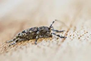 Cerambycidae Prints: Acanthoderes clavipes