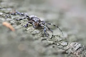 Cerambycidae Prints: Acanthoderes clavipes
