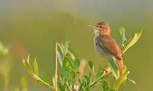 Images Dated 11th June 2020: Acrocephalus dumetorum, Blyth's Reed Warbler