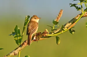 Images Dated 11th June 2020: Acrocephalus palustris, Marsh Warbler
