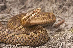 Viper Prints: Adder, Common Viper, Vipera berus