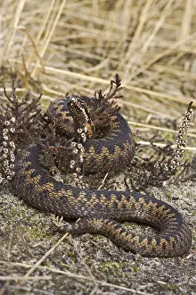 Viper Prints: Adder, Common Viper, Vipera berus