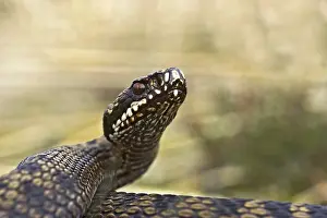 Viper Prints: Adder, Common Viper, Vipera berus