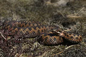 Bas Haasnoot Prints: Adder, European Adder, Vipera berus
