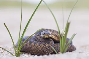 Viper Prints: Adder, Vipera berus