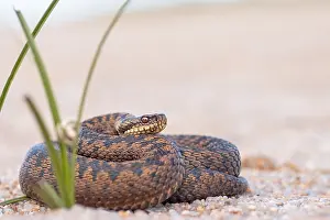 2024 Prints: Adder, Vipera berus