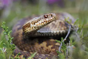 Viper Prints: Adder, Vipera berus