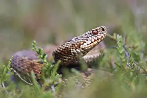 Viper Prints: Adder, Vipera berus