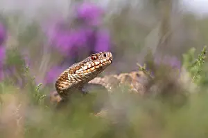 2024 Prints: Adder, Vipera berus