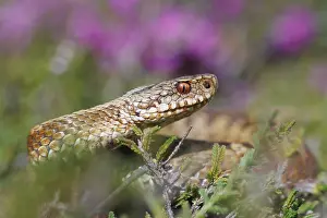 Viper Prints: Adder, Vipera berus