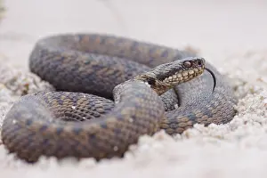 Viper Prints: Adder, Vipera berus