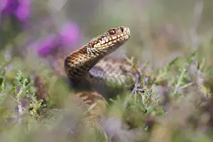 Viper Prints: Adder, Vipera berus