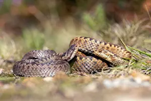 2024 Prints: Adder, Vipera berus