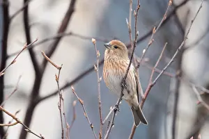 : Adult female Pallas's Rosefinch (Carpodacus roseus portenkoi)