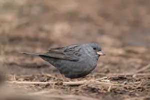 : Adult Grey Bunting feeding on the ground near Nasu in Tochigi prefecture in Japan