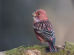 : Adult male Pallas's Rosefinch (Carpodacus roseus portenkoi)