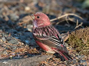 : Adult male Pallas's Rosefinch (Carpodacus roseus portenkoi)