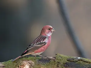 : Adult male Pallas's Rosefinch (Carpodacus roseus portenkoi)