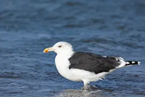 2023 Prints: adult, standing, sea, coast, Gull