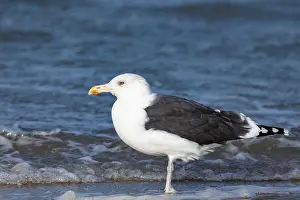 2023 Prints: adult, standing, sea, coast, Gull
