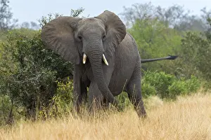 Africana Prints: African Bush Elephant, Afrikaanse Savanneolifant, Loxodonta afri