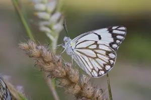2010 Prints: African Caper White, Belenois aurota