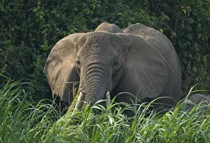 2005 Prints: African Elephant, Afrikaanse savanneolifant, Loxodonta africana
