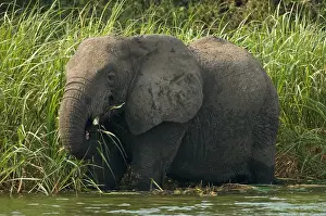 2005 Prints: African Elephant, Afrikaanse savanneolifant, Loxodonta africana