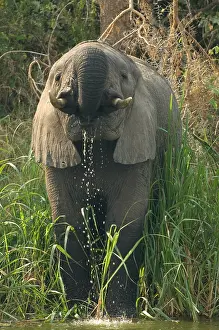 2005 Prints: African Elephant, Afrikaanse savanneolifant, Loxodonta africana