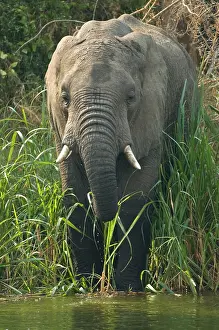 2005 Prints: African Elephant, Afrikaanse savanneolifant, Loxodonta africana