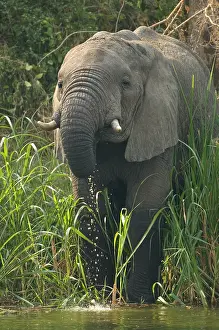 2005 Prints: African Elephant, Afrikaanse savanneolifant, Loxodonta africana