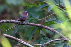 Images Dated 6th June 2014: African Firefinch, Lagonosticta rubricata