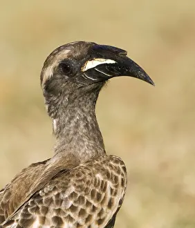 Images Dated 15th September 2008: African Grey Hornbill, Tockus nasutus