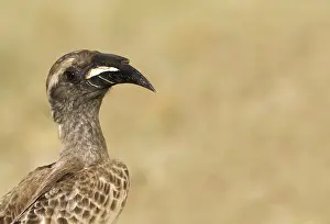 Images Dated 15th September 2008: African Grey Hornbill, Tockus nasutus