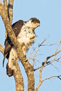 Angola Prints: African Hawk-Eagle