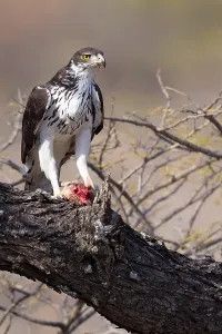 Images Dated 13th July 2021: African hawk-eagle, Aquila spilogaster