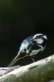 2005 Prints: African Pied Wagtail, Motacilla aguimp