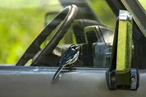 2005 Prints: African Pied Wagtail, Motacilla aguimp