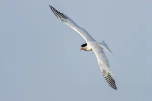 Images Dated 10th April 2018: African Royal Tern, Thalasseus maximus