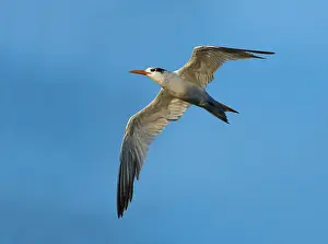 Images Dated 6th June 2014: African Royal Tern, Thalasseus maximus albididorsalis