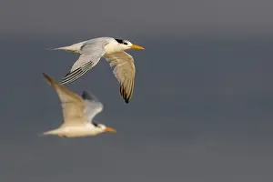 2000 Prints: African Royal Tern, Thalasseus maximus albididorsalis