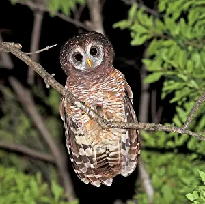 African Wood-Owl, Strix woodfordii