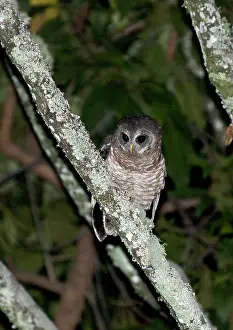 Nocturnal Prints: African Wood-Owl, Strix woodfordii