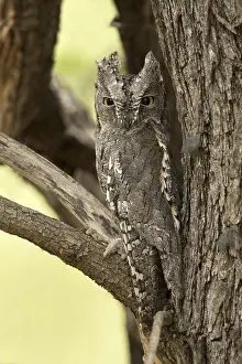 Natuurreservaat Prints: Afrikaanse Dwergooruil, African Scops-Owl, Otus senegalensis;